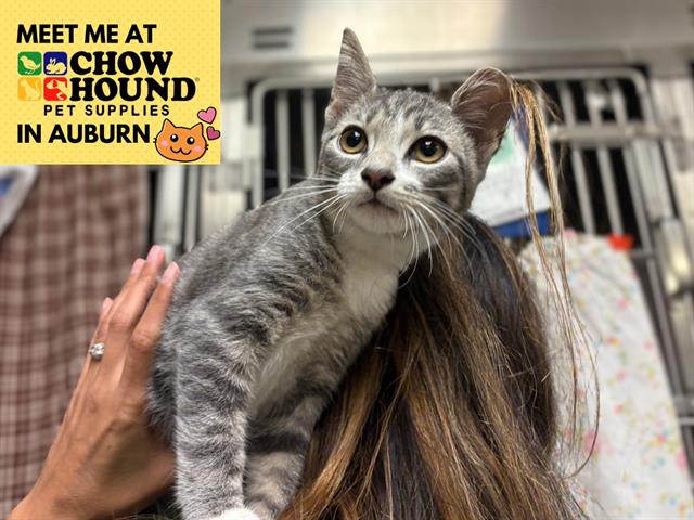 adoptable Cat in Fort Wayne, IN named FRISCO