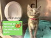 adoptable Cat in , IN named MARTHA