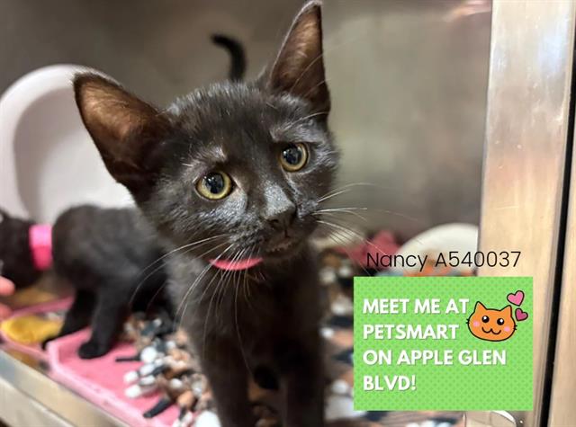 adoptable Cat in Fort Wayne, IN named NANCY