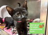 adoptable Cat in Fort Wayne, IN named NANCY
