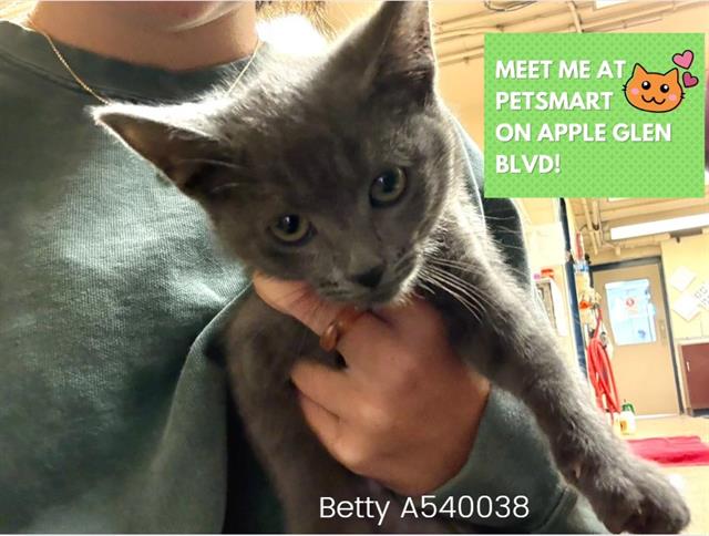 adoptable Cat in Fort Wayne, IN named BETTY