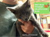 adoptable Cat in fort wayne, IN named BETTY