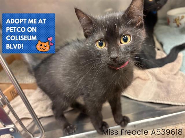 adoptable Cat in Fort Wayne, IN named MISS FREDDIE