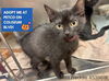 adoptable Cat in ,  named MISS FREDDIE