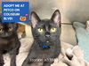 adoptable Cat in ,  named FRANKIE
