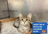 adoptable Cat in ,  named MELVIN