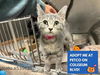 adoptable Cat in ,  named STELLA