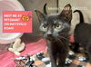 adoptable Cat in ,  named MARY TODD