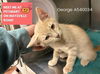 adoptable Cat in ,  named GEORGE