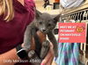 adoptable Cat in ,  named DOLLY MADISON