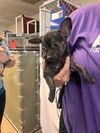 adoptable Dog in  named BOOMHAUER
