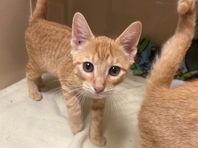 adoptable Cat in Fort Wayne, IN named CLINT