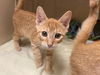 adoptable Cat in fort wayne, IN named CLINT