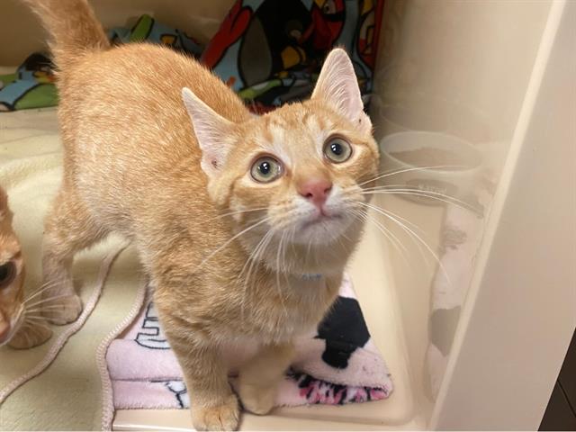 adoptable Cat in Fort Wayne, IN named CLETUS