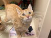 adoptable Cat in fort wayne, IN named CLETUS