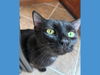 adoptable Cat in  named LADY