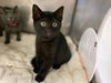 adoptable Cat in  named FEENY