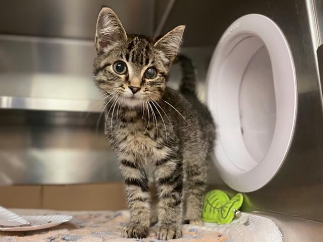 adoptable Cat in Fort Wayne, IN named CROUTON