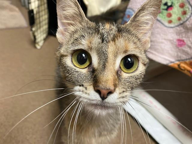 adoptable Cat in Fort Wayne, IN named KISMET