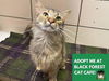 adoptable Cat in  named MARIGOLD