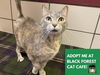 adoptable Cat in fort wayne, IN named BELLA