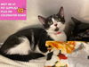 adoptable Cat in fort wayne, IN named AMELIE