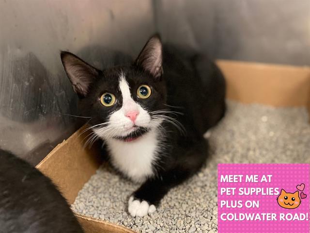 adoptable Cat in Fort Wayne, IN named ELOISE