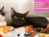 adoptable Cat in , IN named JULES