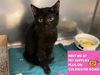 adoptable Cat in , IN named GABRIEL