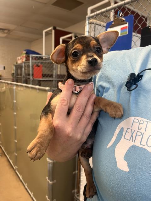 adoptable Dog in Fort Wayne, IN named DALE