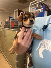 adoptable Dog in fort wayne, IN named DALE