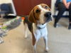 adoptable Dog in , IN named FIDDLE