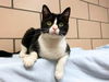 adoptable Cat in , IN named NOEL