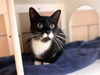 adoptable Cat in , IN named LIAM