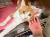 adoptable Cat in , IN named KIMBA