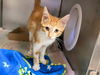 adoptable Cat in , IN named KATIE