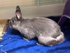 adoptable Rabbit in  named COMET