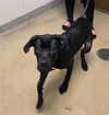 adoptable Dog in  named OLIVE