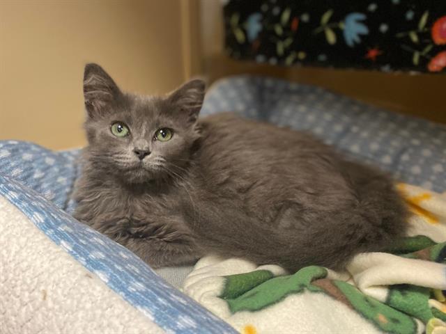 adoptable Cat in Fort Wayne, IN named TWINKLE