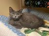 adoptable Cat in  named TWINKLE