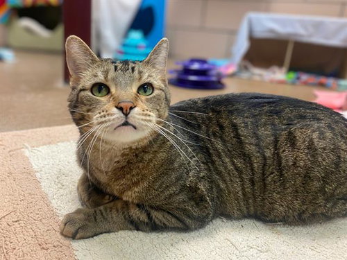 LOUIE, an adoptable Domestic Short Hair in Fort Wayne, IN