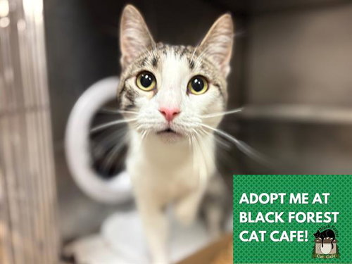JOE, an adoptable Domestic Short Hair in Fort Wayne, IN