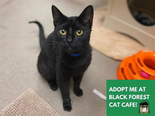 JUNIOR, an adoptable Domestic Short Hair in Fort Wayne, IN