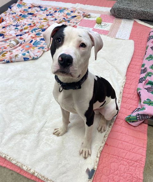 OTIS, an adoptable Pit Bull Terrier in Fort Wayne, IN