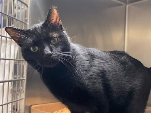 MIDNIGHT, an adoptable Domestic Short Hair in Fort Wayne, IN