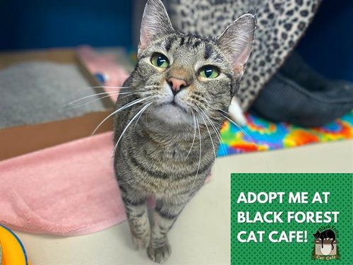 KYLIE, an adoptable Domestic Short Hair in Fort Wayne, IN