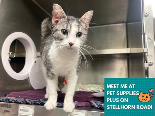 SHENA, an adoptable Domestic Short Hair in Fort Wayne, IN