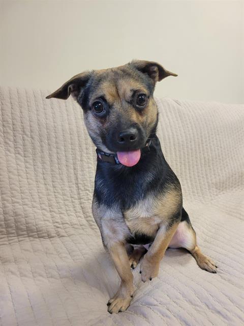 PAC-MAN, an adoptable Chihuahua in Fort Wayne, IN