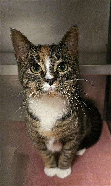 ANNA MARIA, an adoptable Domestic Short Hair in Fort Wayne, IN