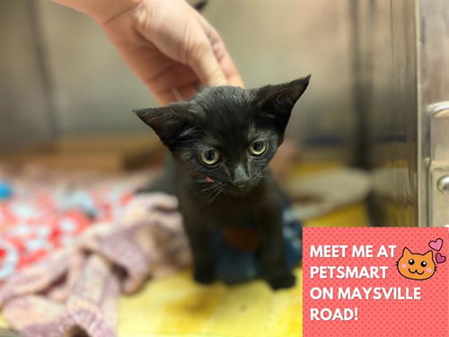 ONYX, an adoptable Domestic Short Hair in Fort Wayne, IN